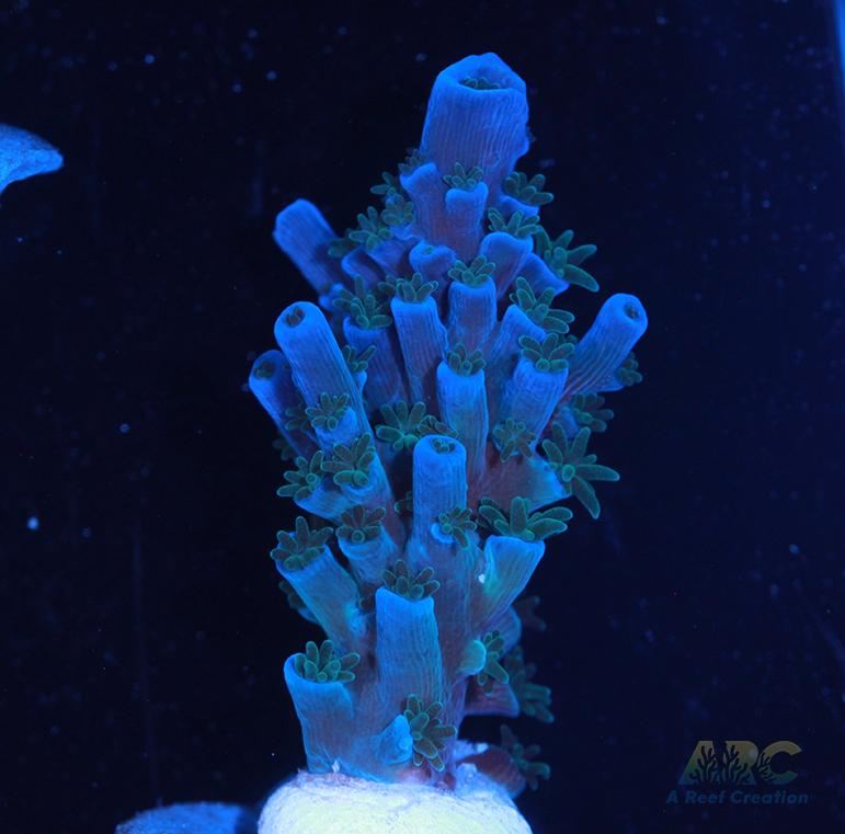 ARC Blueberry Echinata