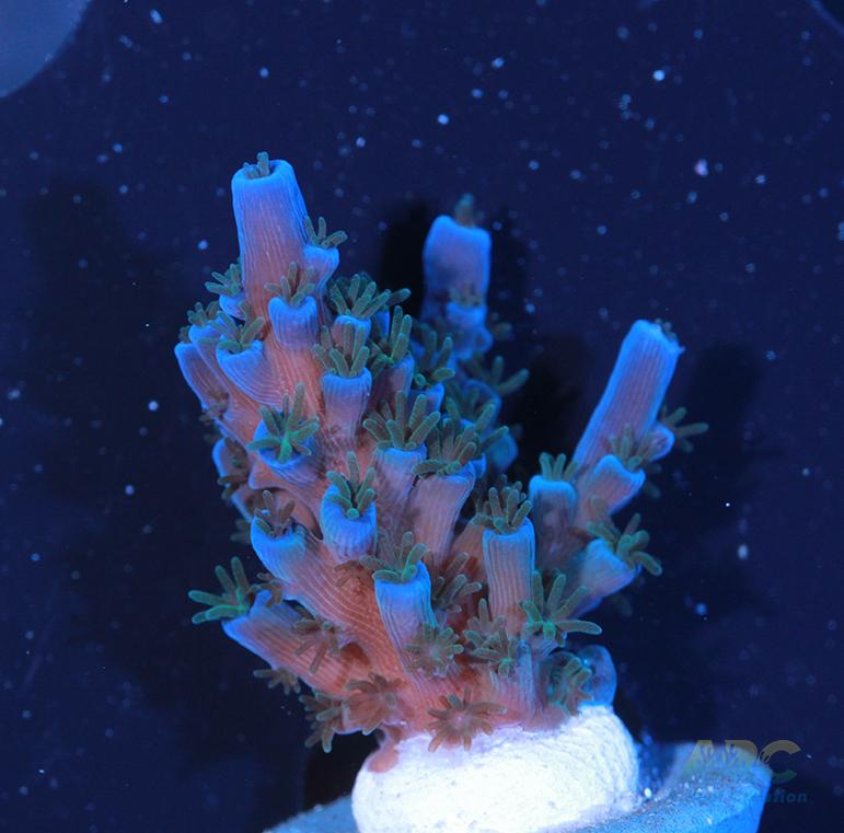 ARC Blueberry Echinata