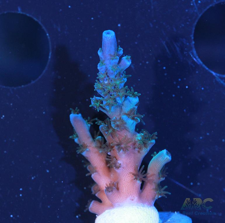 ARC Blueberry Echinata