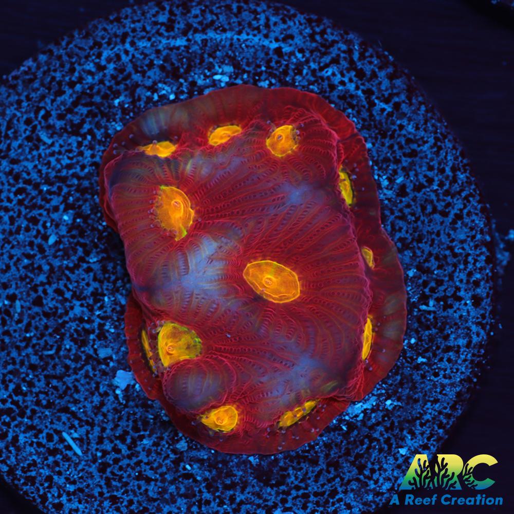 JF Toro Bravo Favites