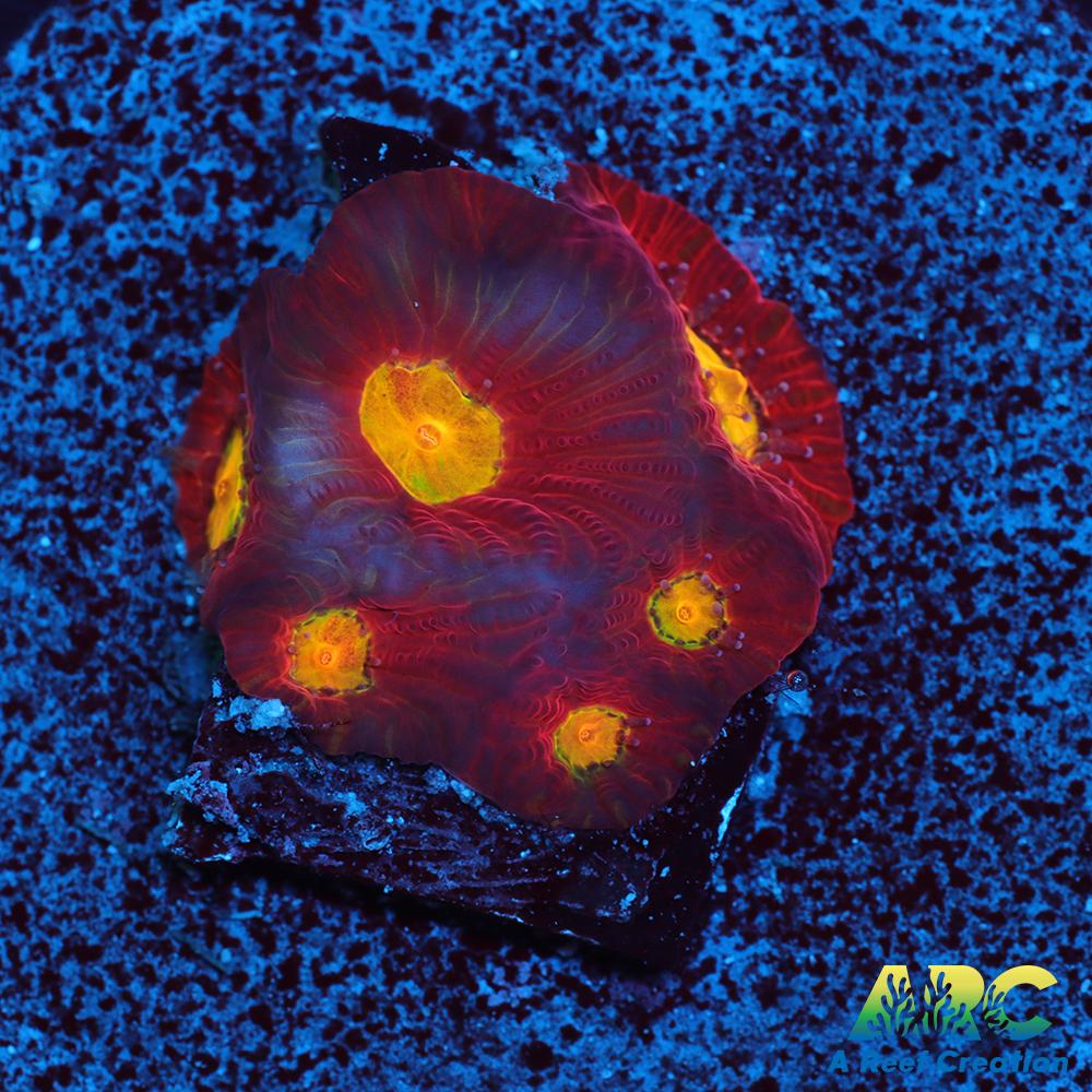 JF Toro Bravo Favites