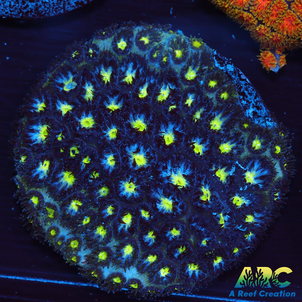 ARC Blueberry Leptastrea