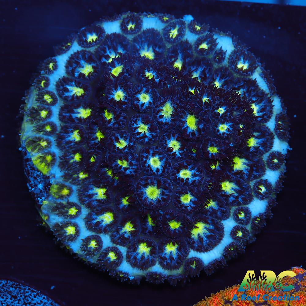 ARC Blueberry Leptastrea