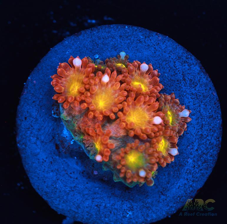 TCK Oddball Goni