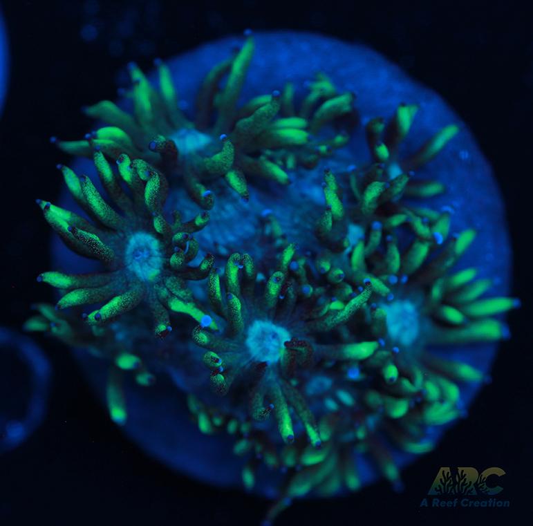 ARC Minty Fresh Goni