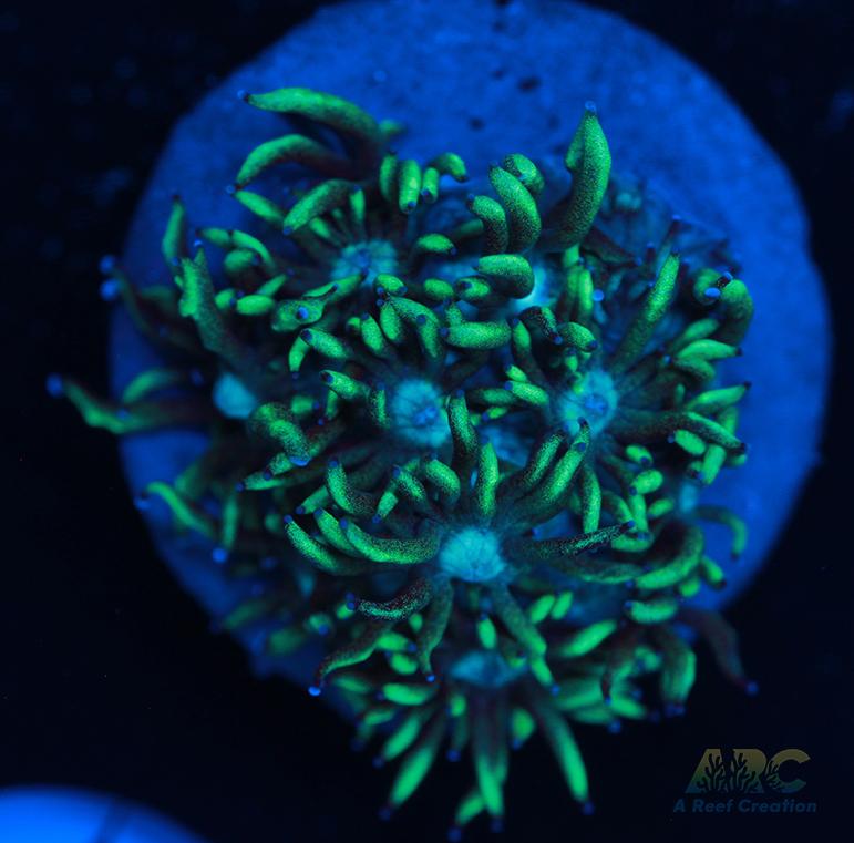 ARC Minty Fresh Goni