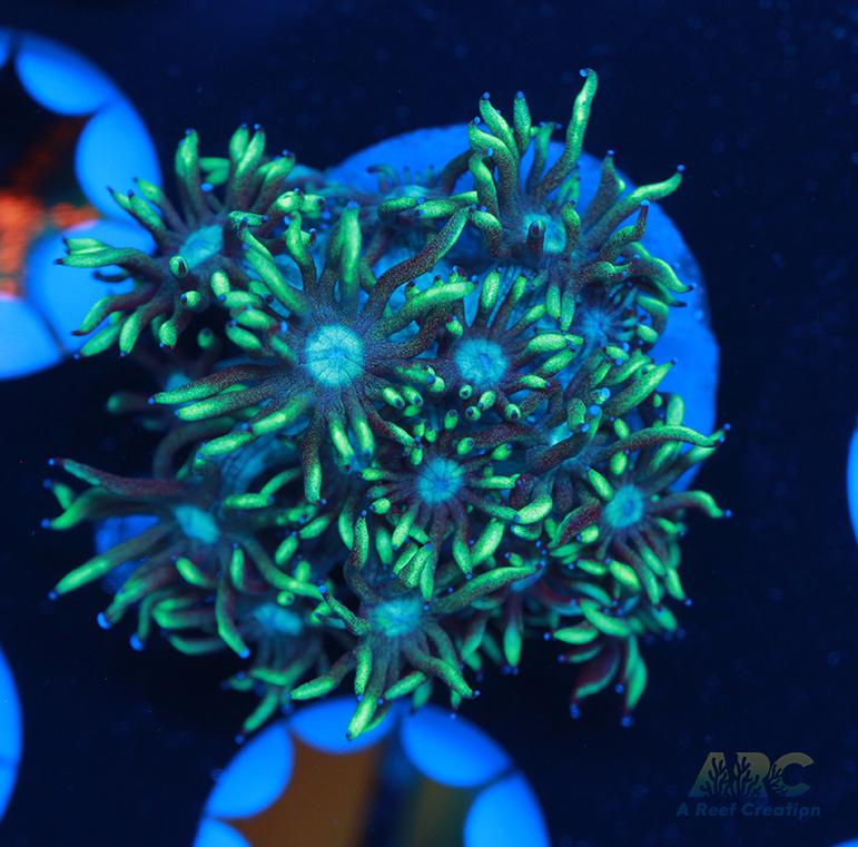 ARC Minty Fresh Goni