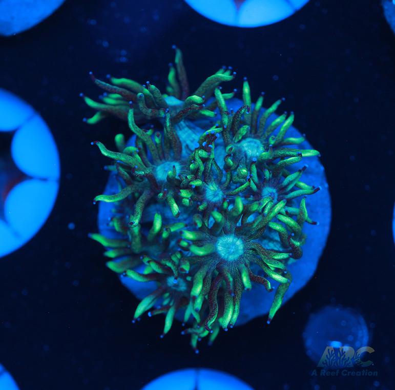 ARC Minty Fresh Goni