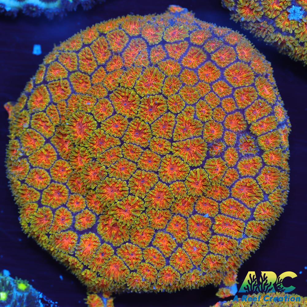 John Deere Leptastrea