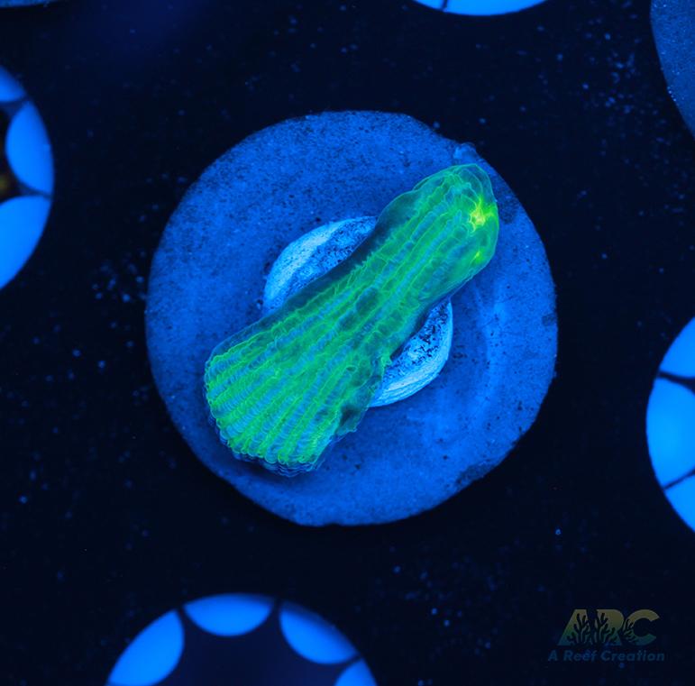 ARC Green and Purple Diaseris