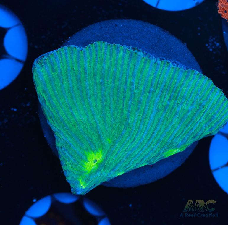 ARC Green and Purple Diaseris