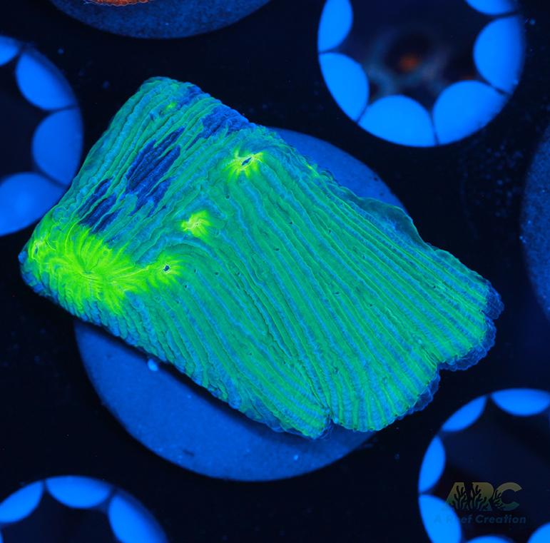 ARC Green and Purple Diaseris