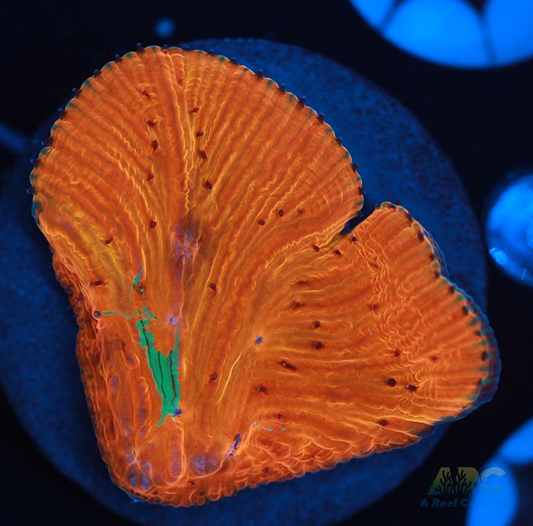 ARC Tropicana Diaseris