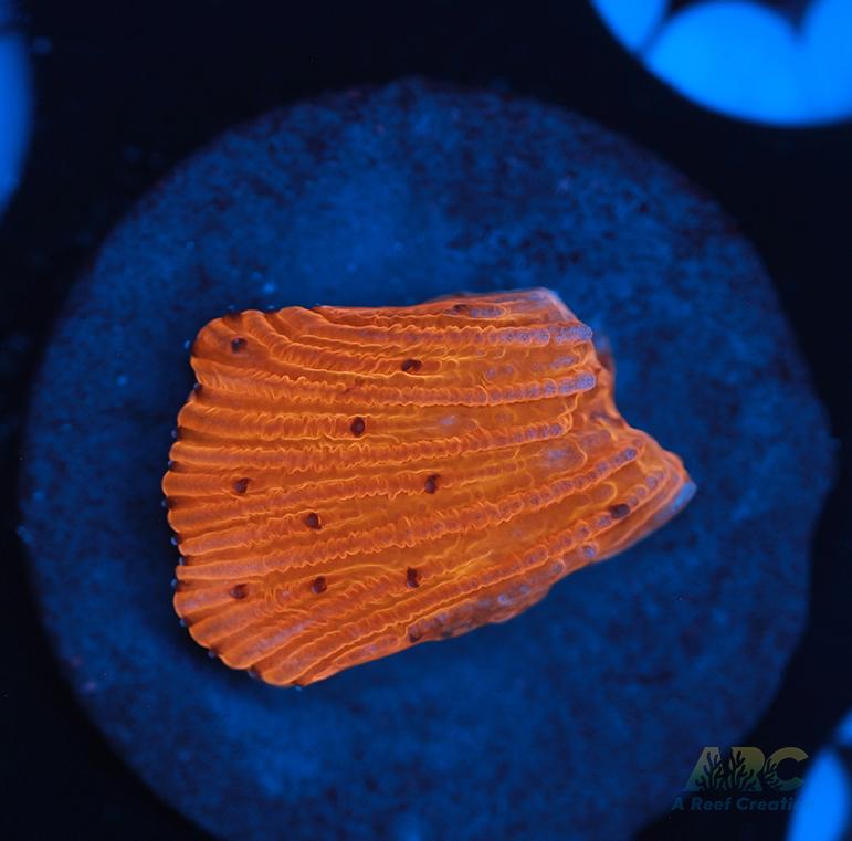 ARC Tropicana Diaseris