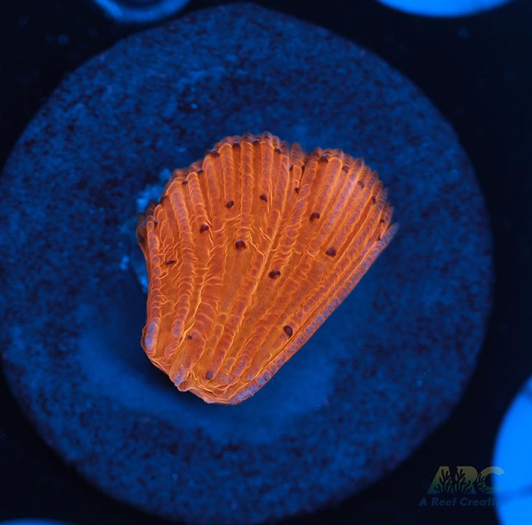 ARC Tropicana Diaseris