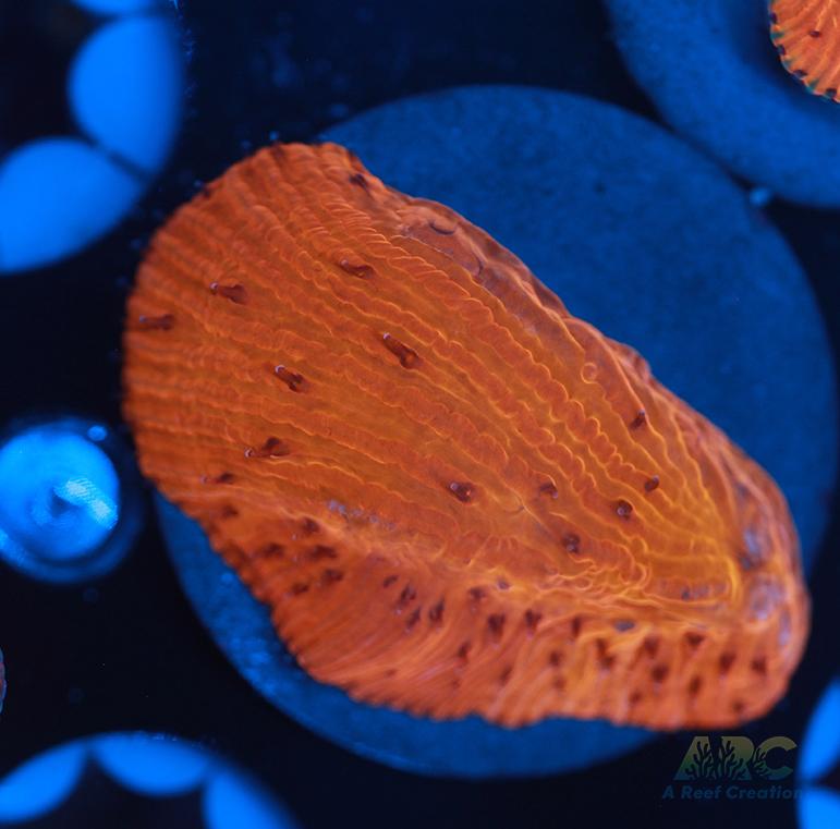 ARC Tropicana Diaseris