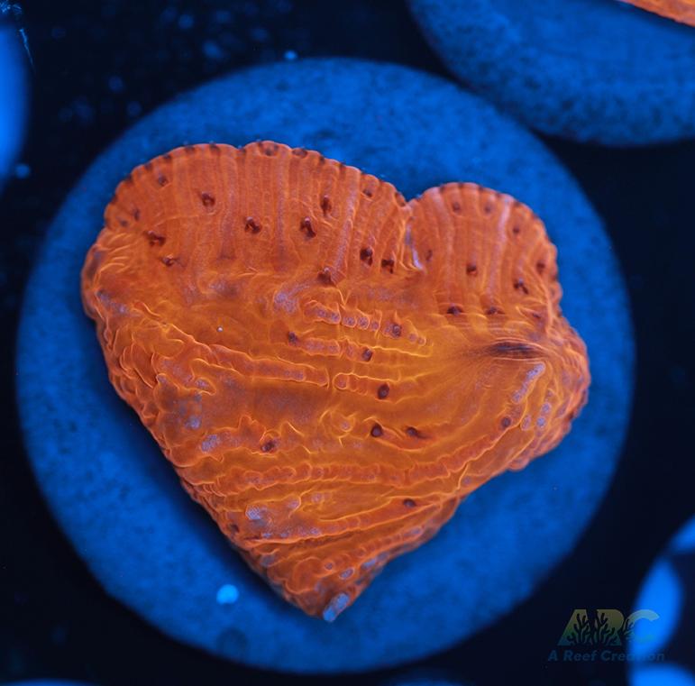 ARC Tropicana Diaseris