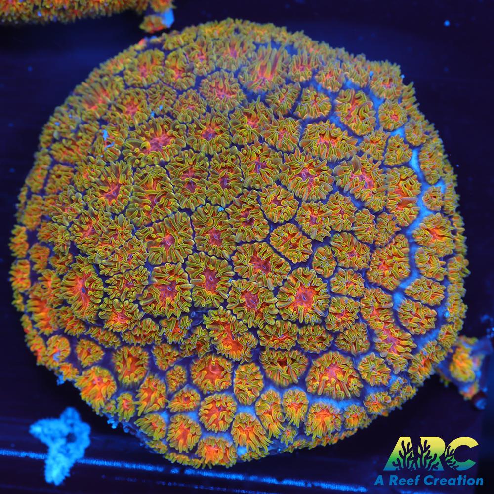 John Deere Leptastrea