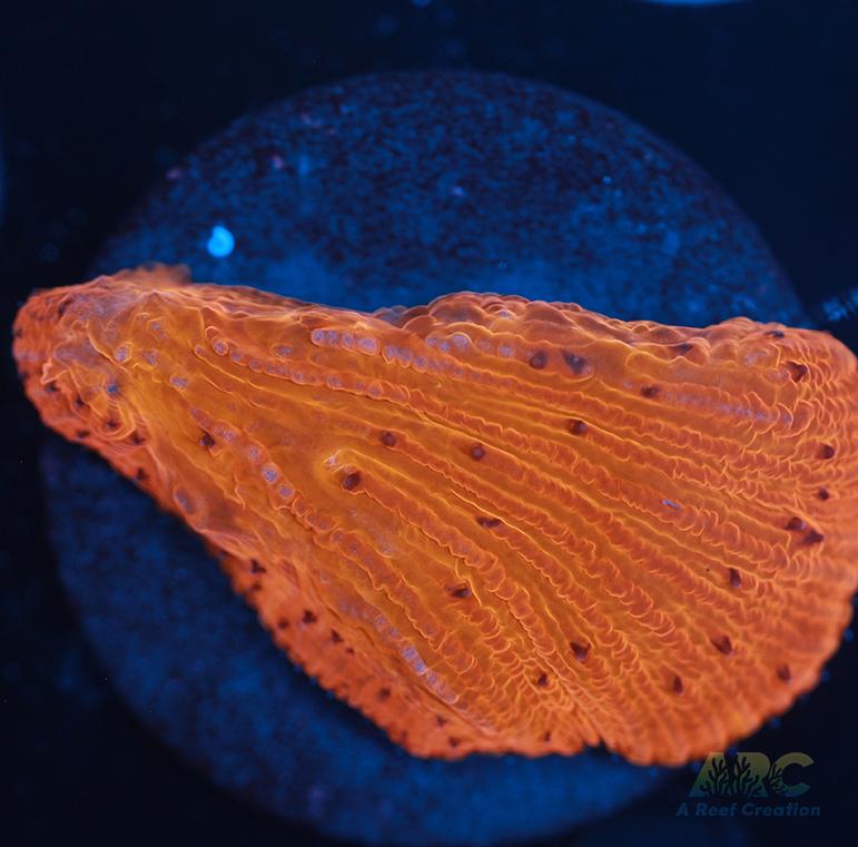 ARC Tropicana Diaseris
