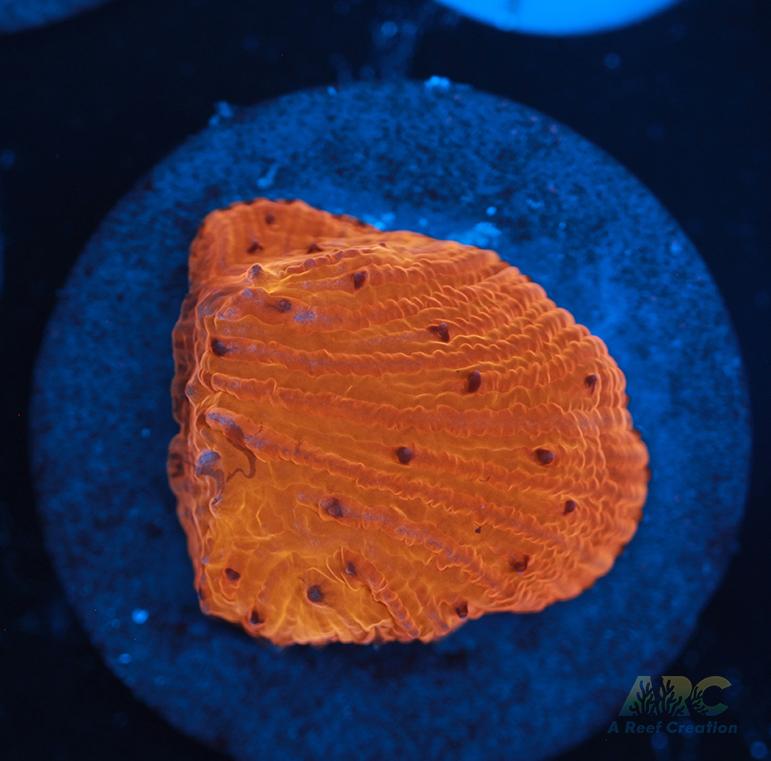 ARC Tropicana Diaseris