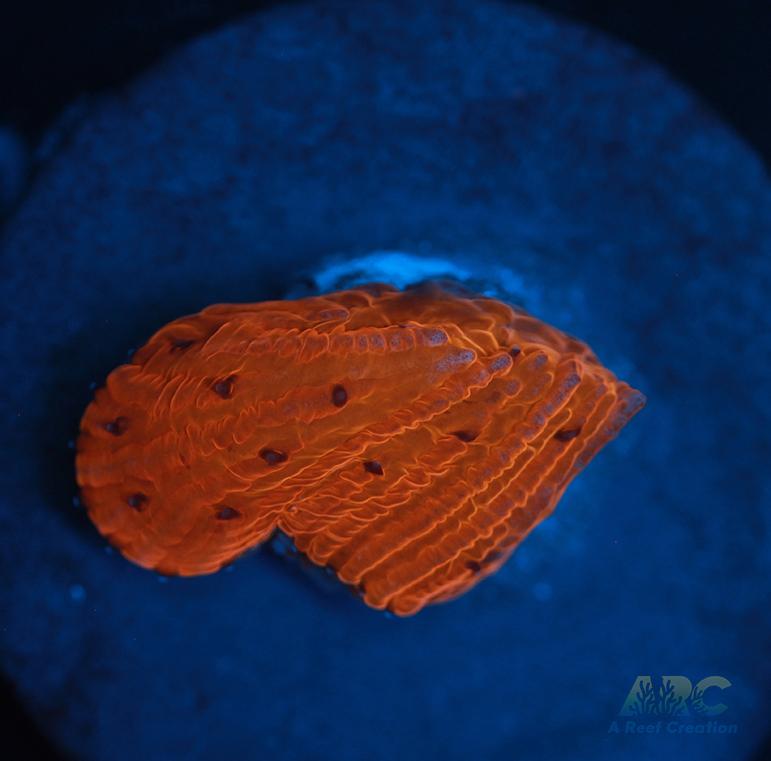 ARC Tropicana Diaseris