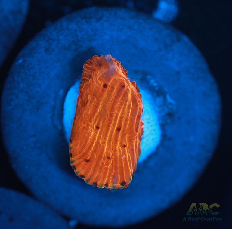 ARC Tropicana Diaseris