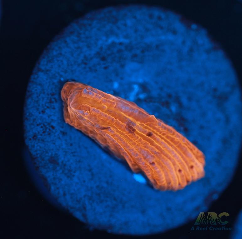 ARC Tropicana Diaseris