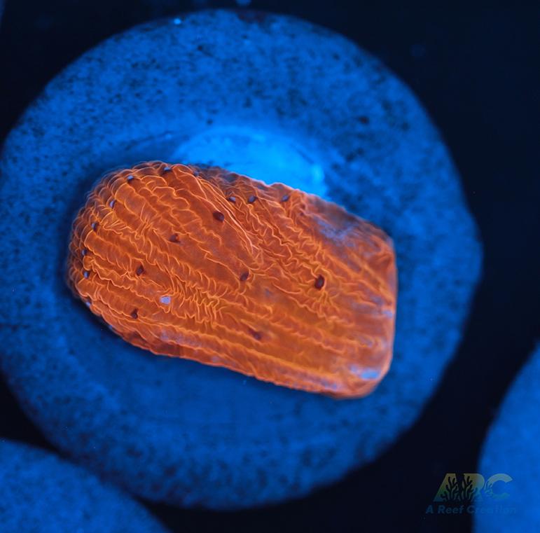 ARC Tropicana Diaseris