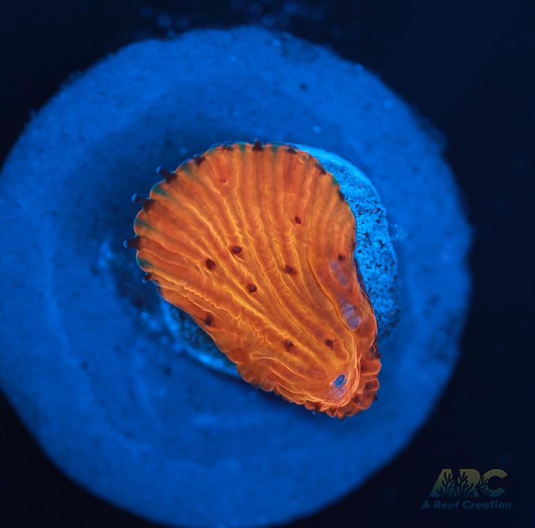 ARC Tropicana Diaseris