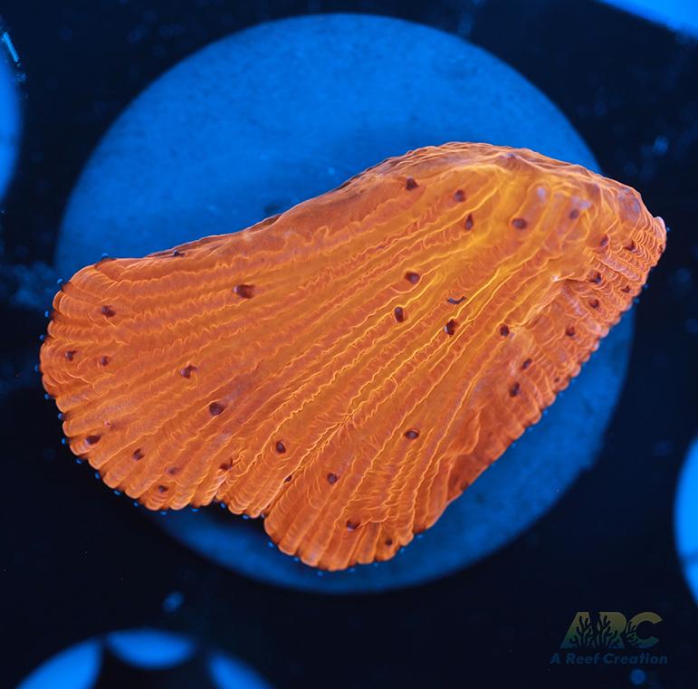 ARC Tropicana Diaseris