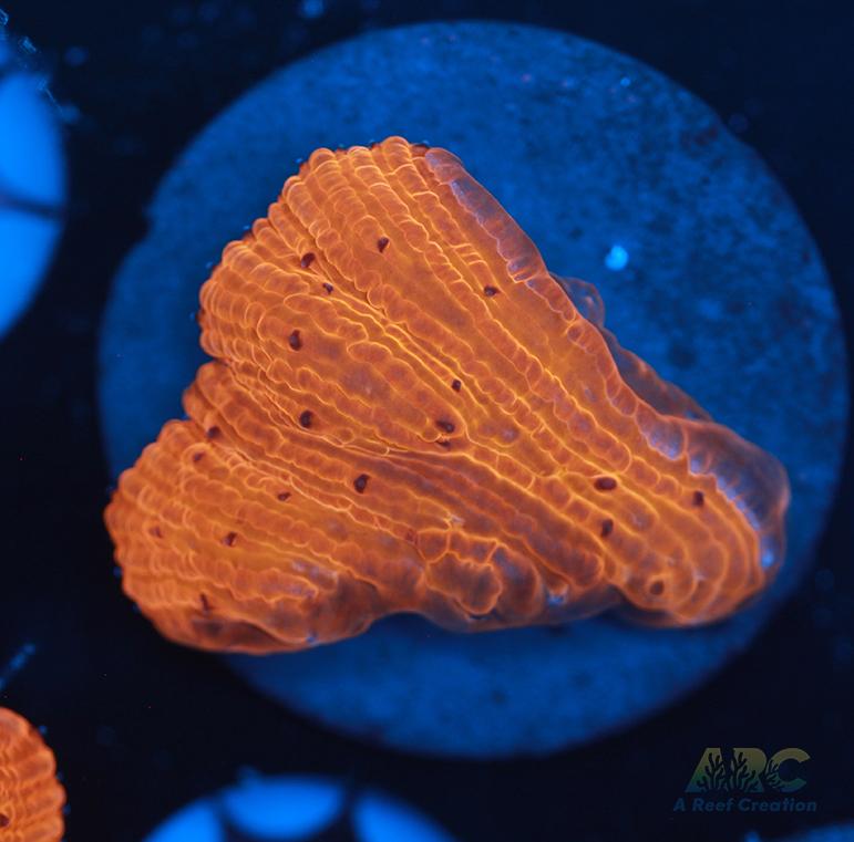 ARC Tropicana Diaseris