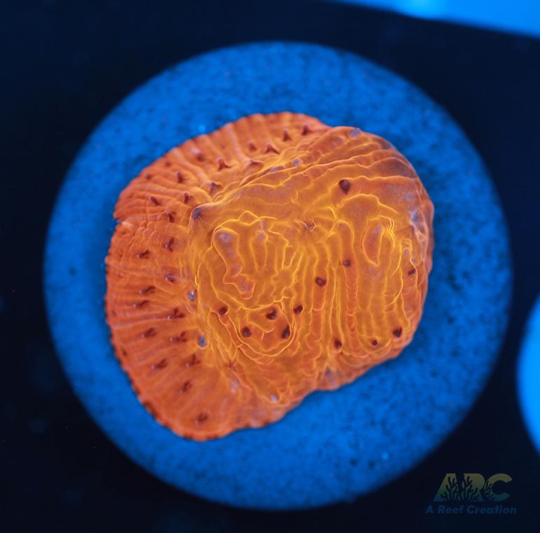 ARC Tropicana Diaseris