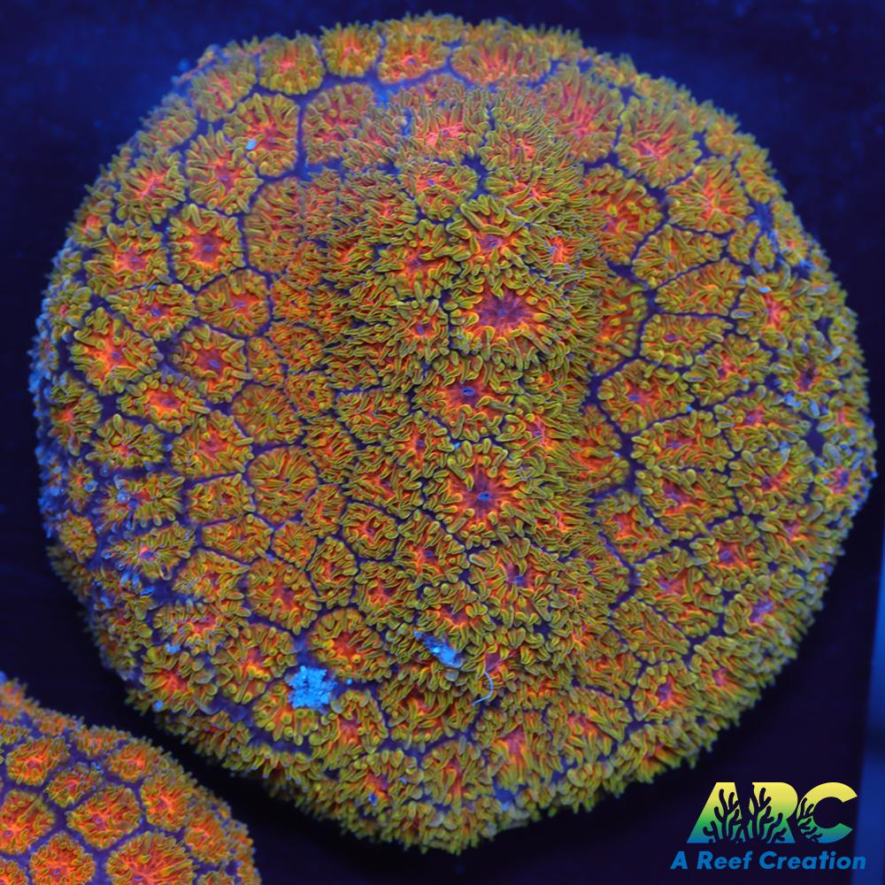 John Deere Leptastrea