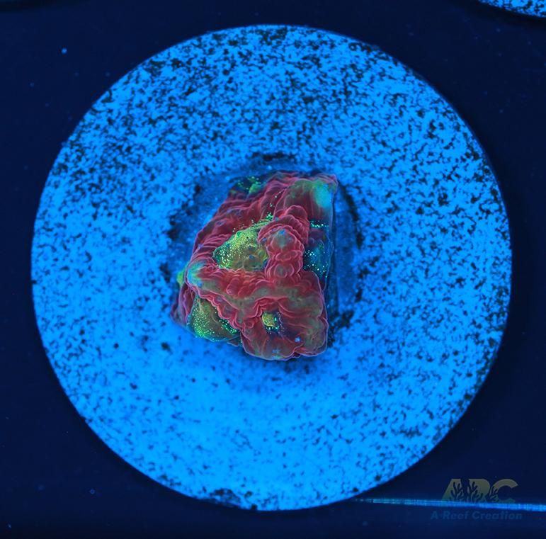 ARC Ninja Gaiden Favia