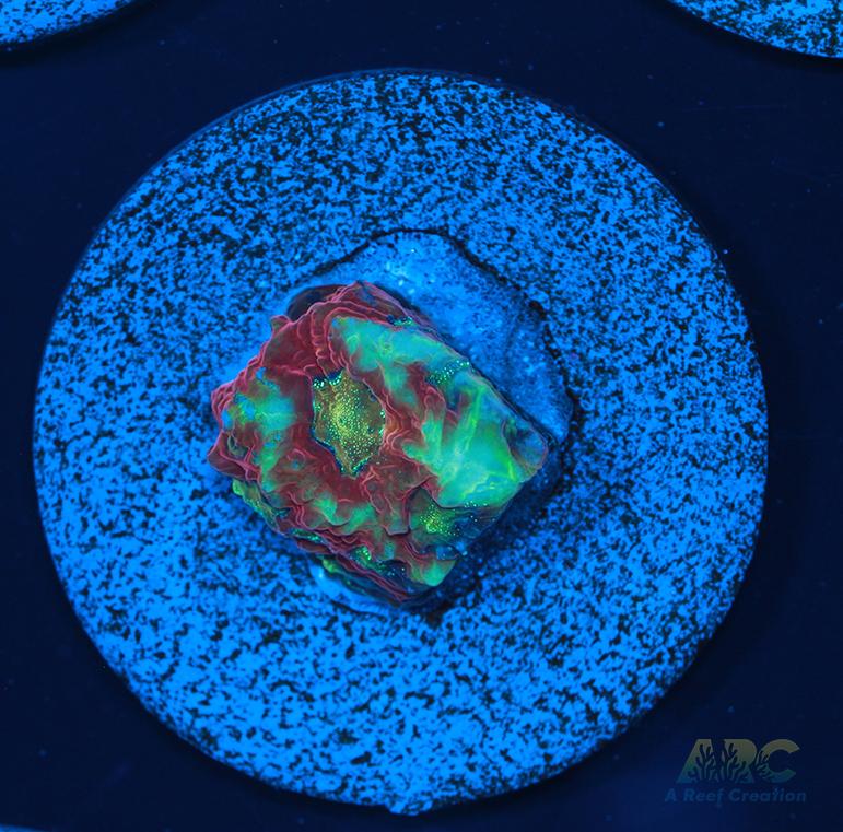 ARC Ninja Gaiden Favia