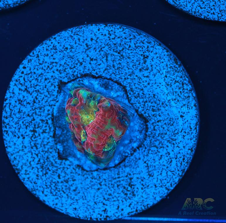 ARC Ninja Gaiden Favia