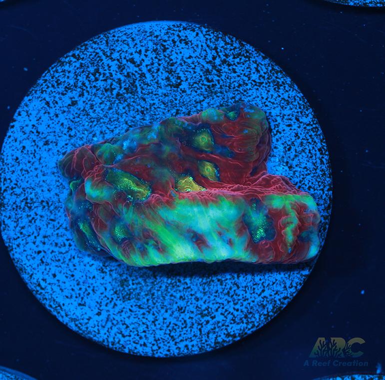 ARC Ninja Gaiden Favia