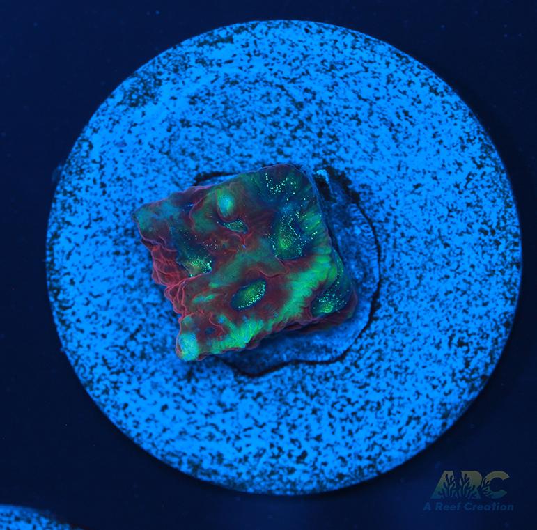 ARC Ninja Gaiden Favia