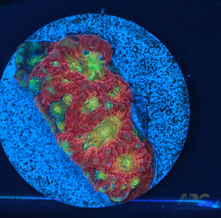 ARC Ninja Gaiden Favia