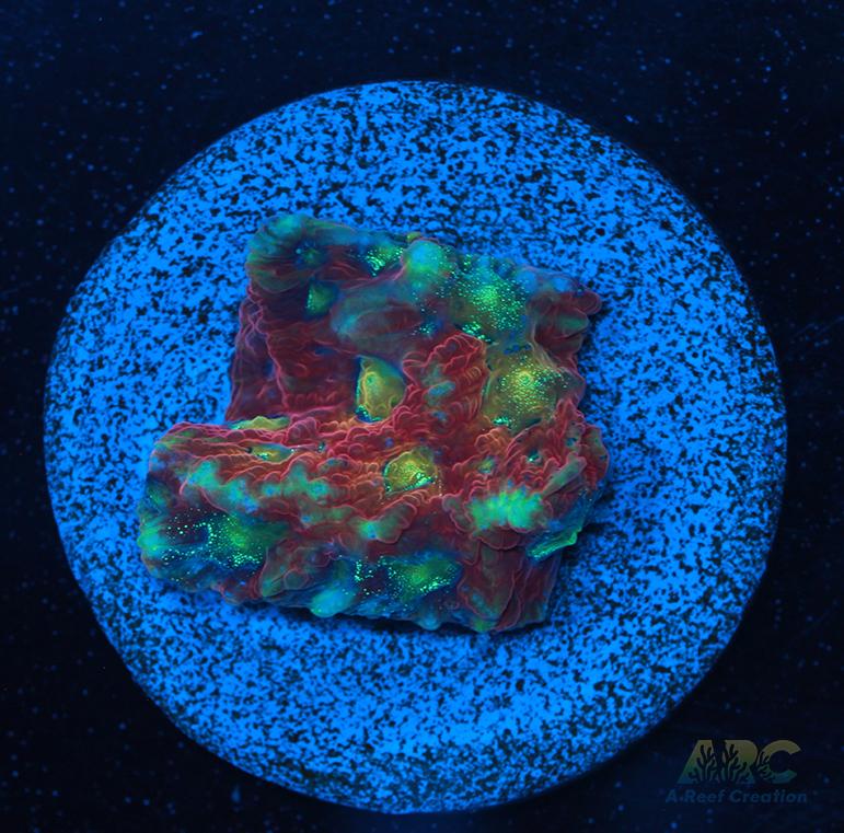 ARC Ninja Gaiden Favia