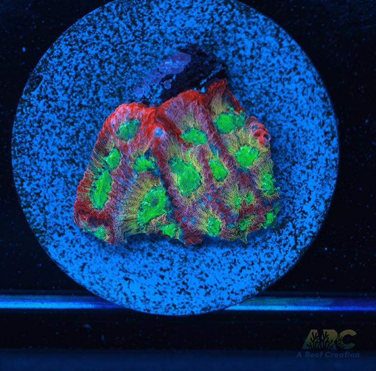 JF Dayglow Favites