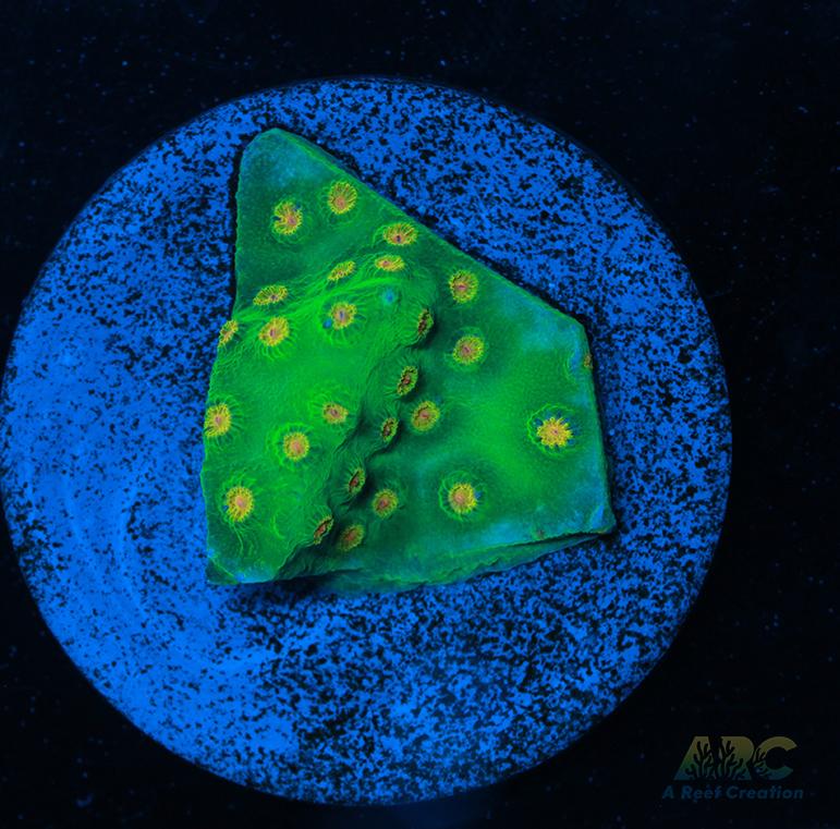 Reptar Cyphastrea