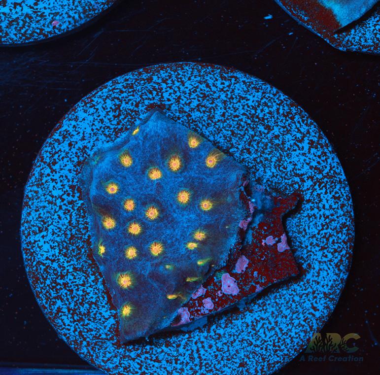 ARC Zombie Eyes Cyphastrea