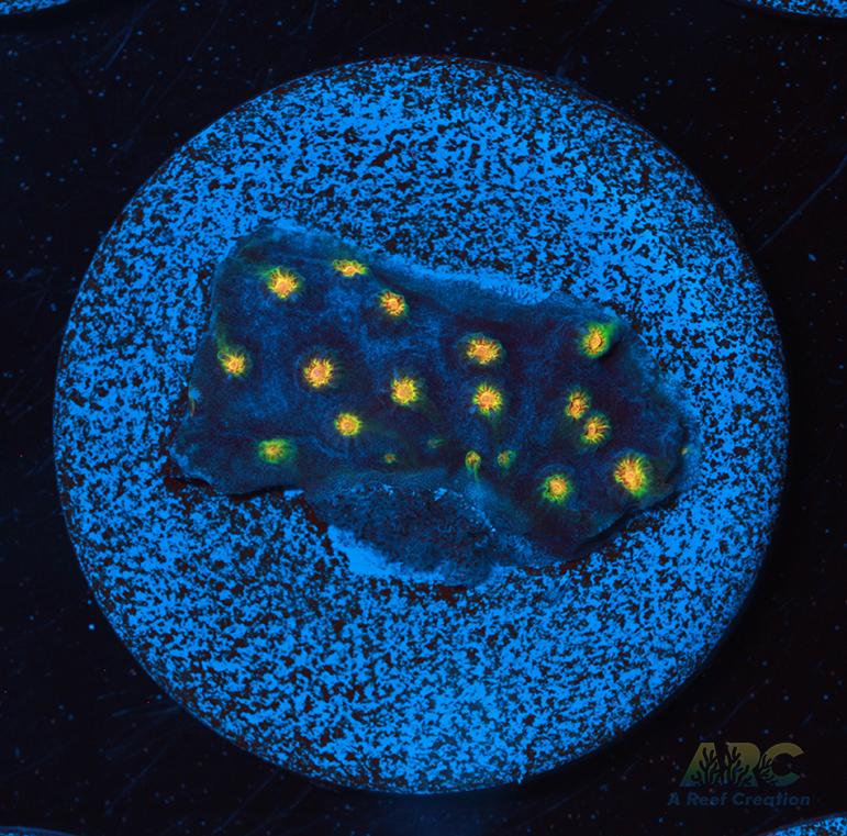 ARC Zombie Eyes Cyphastrea