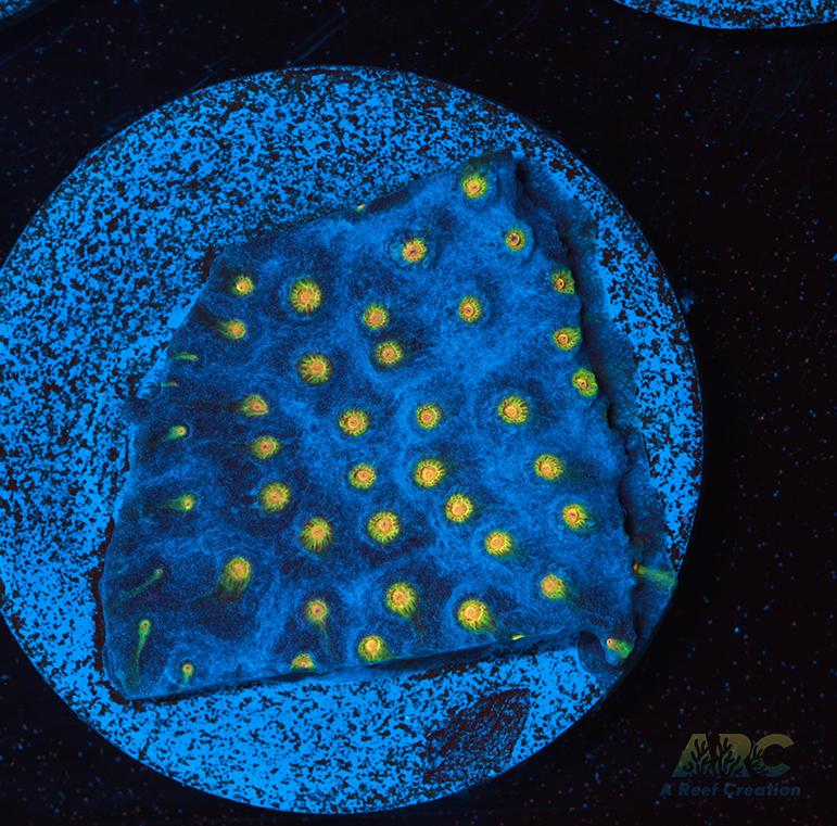 ARC Zombie Eyes Cyphastrea