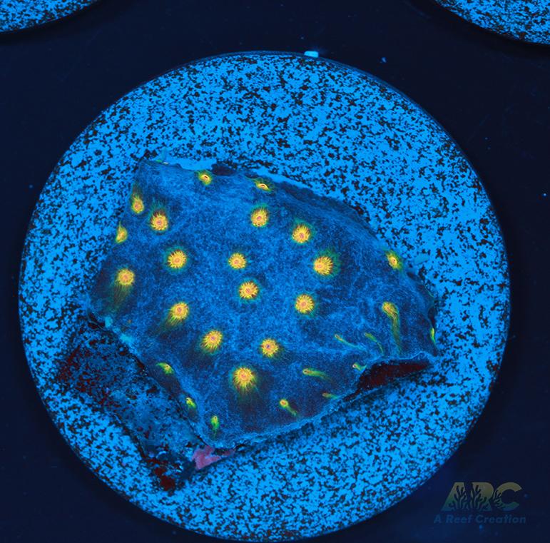 ARC Zombie Eyes Cyphastrea