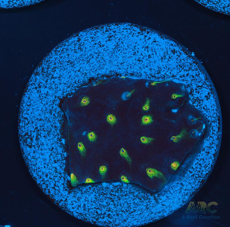 ARC Zombie Eyes Cyphastrea