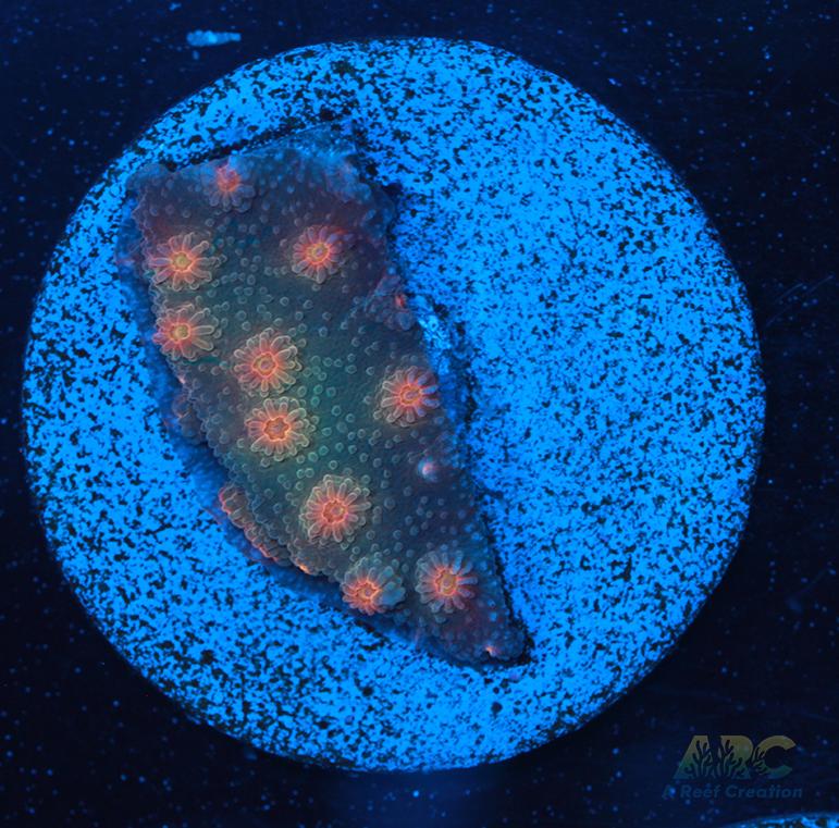 ARC Rainbow Cyphastrea