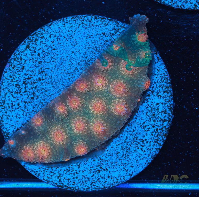ARC Rainbow Cyphastrea