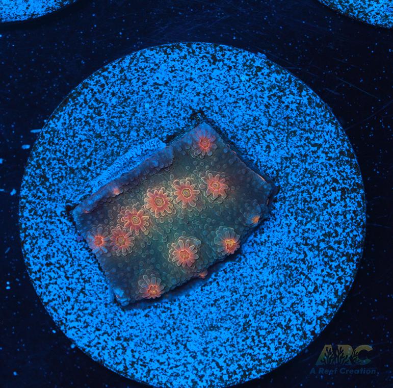 ARC Rainbow Cyphastrea